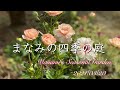 《3月の我が家の庭》医療従事者の出勤前の習慣/忙しくても続けられる庭作り