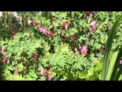 Video: Dicentra (57 Foto's): Plant En Versorg In Die Oop Veld, Pragtig En Mooi, Variëteite En Tipes, 