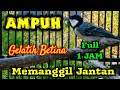 Gelatik betina gacor || Gelatik betina memanggil jantan full 1 jam