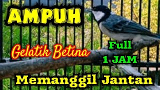 Gelatik betina gacor || Gelatik betina memanggil jantan full 1 jam