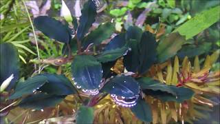 Bucephalandra sp.'Rainbow' (ブセファランドラ sp. 'レインボー