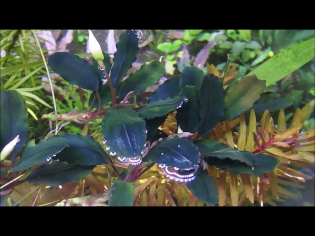 Bucephalandra sp.'Rainbow' (ブセファランドラ sp. 'レインボー