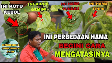 TERBONGKAR!!! INI RAHASIA MERAWAT TANAMAN CABE DARI SERANGAN HAMA || Mahir Bertani