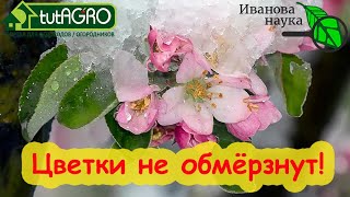 ПРОСНУЛИСЬ ДЕРЕВЬЯ и КУСТЫ? Смородина, земляника, яблони, сливы, вишни... Чем защитить их от холода?