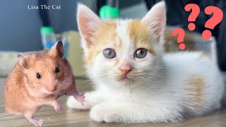 Kitten's surprising reaction when meeting a hamster for the first time | Lisa the Cat