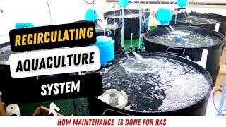 How to Maintain your Recirculating Aquaculture System