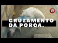 #cruzamento #porca CRUZAMENTO DA PORCA NAMORADINHA E O NOVO CACHAÇA