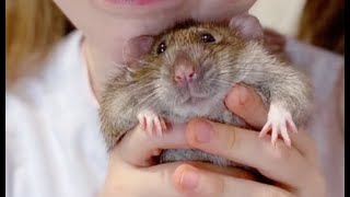 The CUTEST most ADORABLE RATS 2