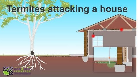 How do Termites get into a house - Brisbane - Australia