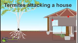 How do Termites get into a house  Brisbane  Australia