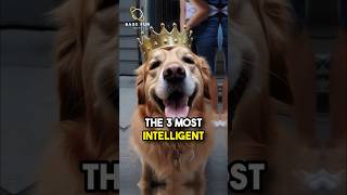 The 3 Most Intelligent Dog Breeds