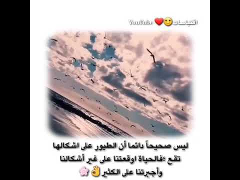 عبارات وخواطر ليس صحيحا دائما أن الطيور على اشكالها اجمل حالات واتساب حزينة اجمل موسيقى هادئة