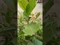 மாடித் தோட்ட கொய்யா.