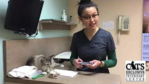 How to Syringe Feed Your Cat