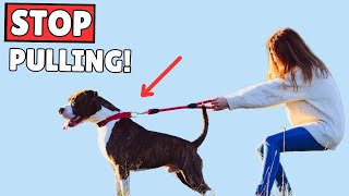 How to Train Your Dog to Walk on a Leash: The COMPLETE Beginner