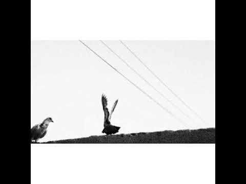 شيلة على اللي برى حالي اداء شبل الدواسر بطيء