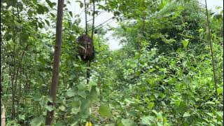 Anh Khuê / tiếng đa đa mồi gáy kèm kích bổi không tiếng ồn