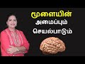 Human brain  parts and functions  tamil