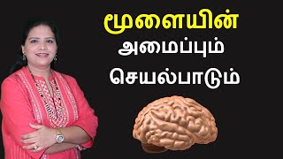 Human Brain - Parts and Functions | Tamil