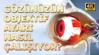 Göz Merceği: Gözünüzün Objektif Ayarı Nasıl Çalışıyor? I 4K