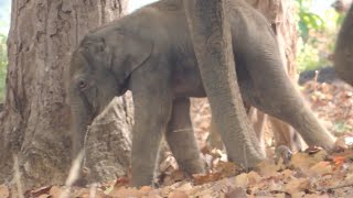 Tiny Newborn Indian Elephant taking its first steps