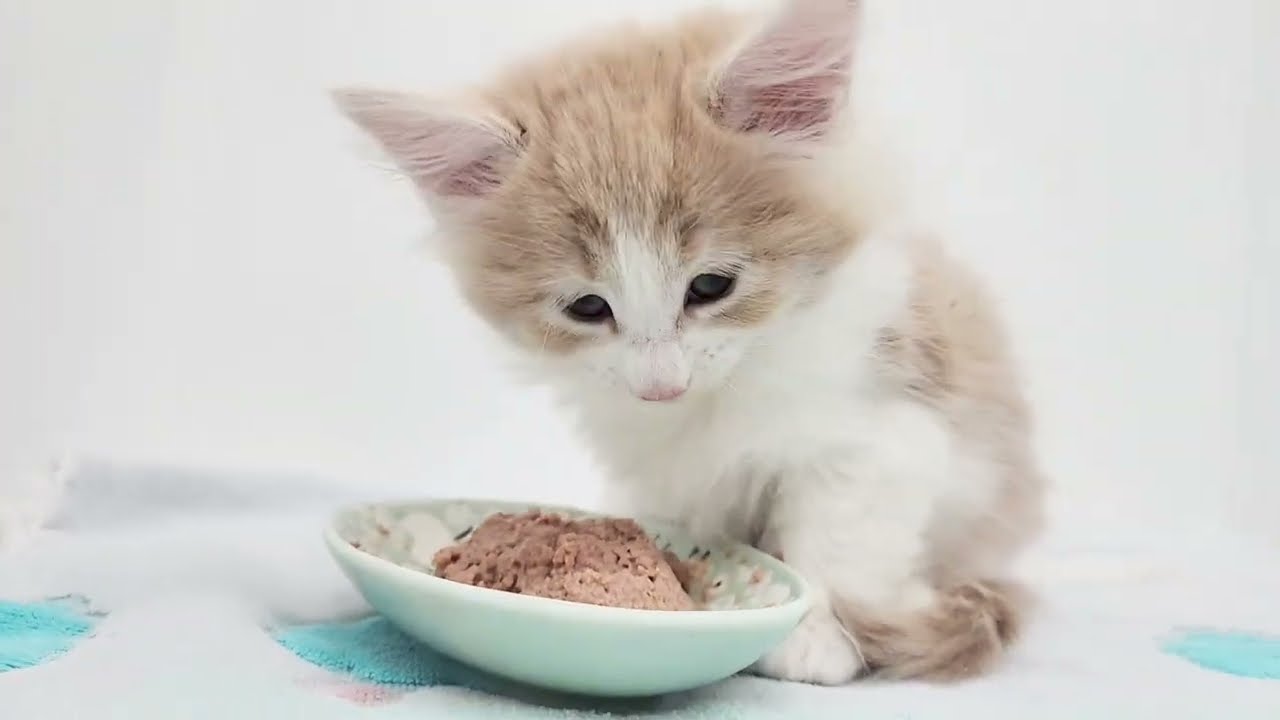 ノルウェージャンフォレストキャット 】激レア！良血統の