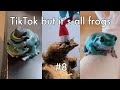 TikTok but it’s all frogs #8