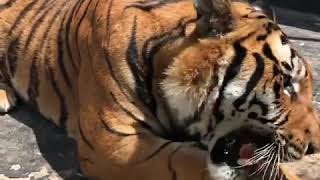 A tiger's snoring is a very scary thing استمع الى زئير النمر شيء مخيف جدا