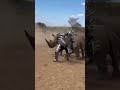 The ultimate scratching post for Rhinos! 🦏💅😂|#shorts #horror #animals #horrorpodcast #horrorstories