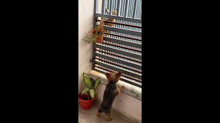 Hilarious Yorkie's Hilarious Reaction to a Monkey - Unleashing Canine Comedy!