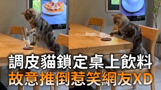調皮貓鎖定桌上飲料　故意推倒惹笑網友XD