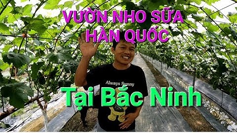Vườn "nho sữa", " Mẫu đơn", Shine Muscat tại  Bắc Ninh
