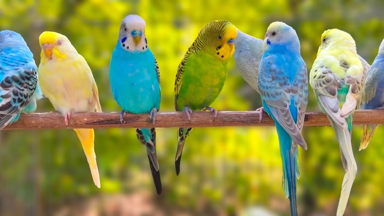 10 Hours of Non-Stop Cheerful Budgies! Enjoy the cutest moments of these playful parrots all day