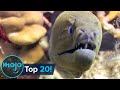 Top 20 Most Dangerous Ocean Creatures in the World