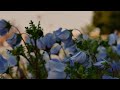 Qisano「ネモフィラ」 Official Music Video