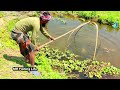 Traditional net fishing video - Professional fish hunter catching fish by net (Part-31)
