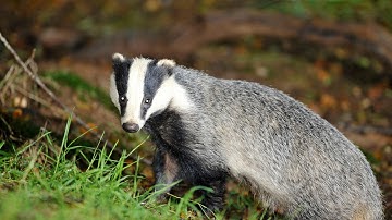 How to. . . listen to the dawn chorus