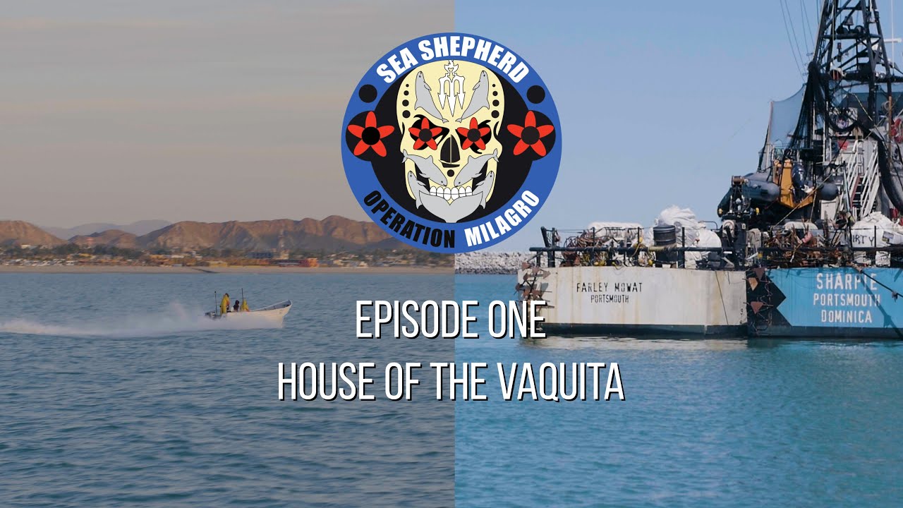 Op Milagro V Episode 1 - HOUSE OF THE VAQUITA
