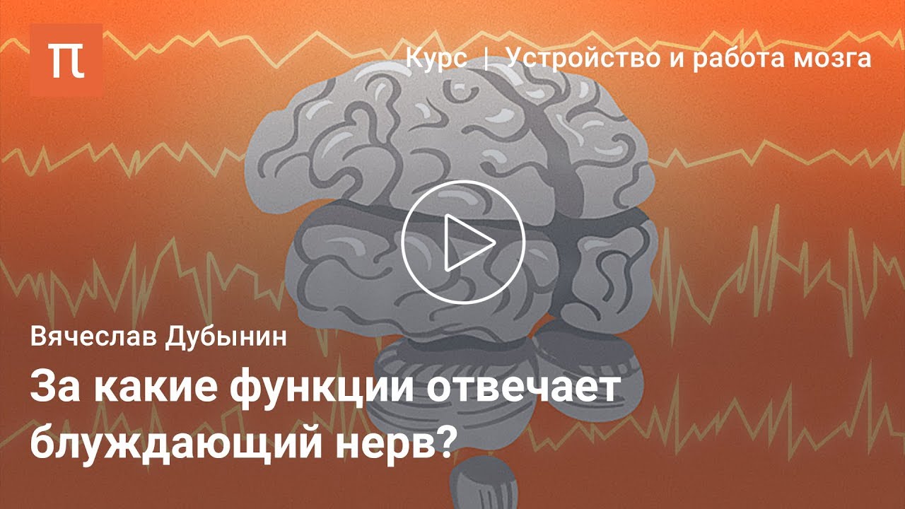 Продолговатый мозг и мост Продолговатый мозг и мост