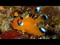 Facts: The Pikachu Nudibranch