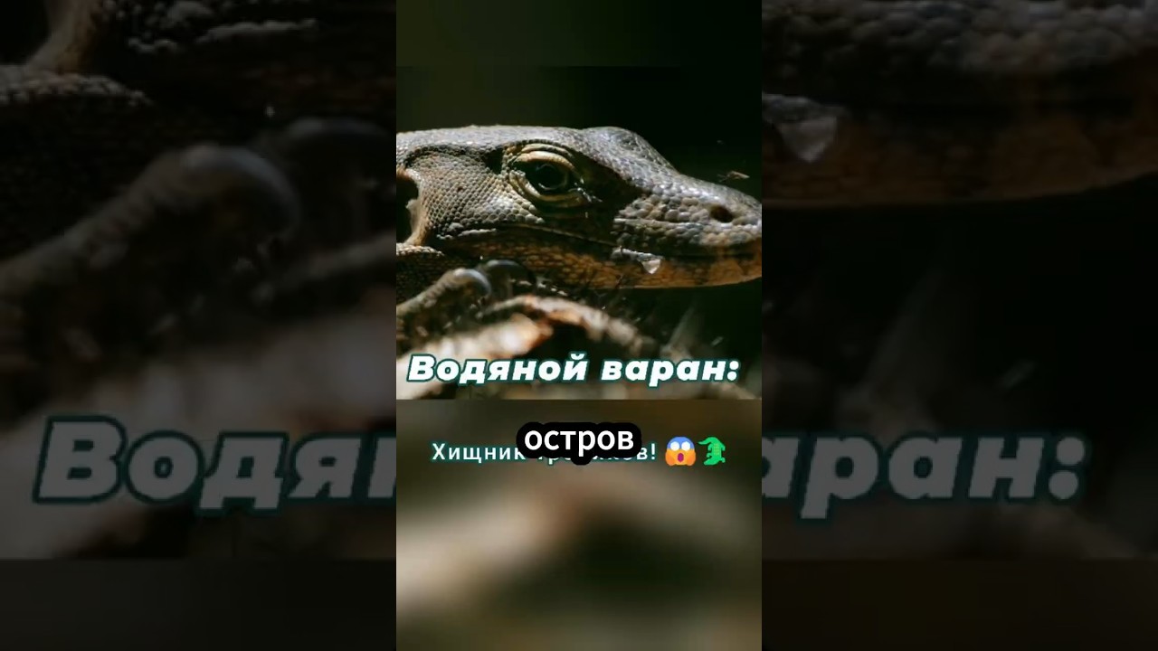 Водяной варан #animals #тропики #наука #природа #facts