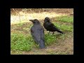 カラスの会話