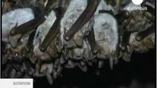 Летучие мыши и аэродинамика видео Аэродинамика в природе и технике