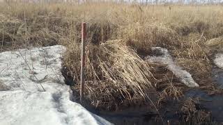Почему в Подсолнухах болото? Сток воды не работает / Подсолнухи LIFE - Видео блог 2018.04.17