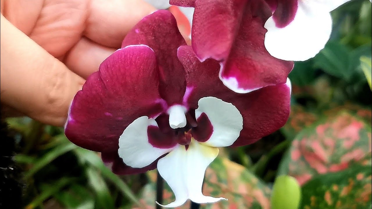 Фантом, Monako, море биглипов и другие орхидеи в большом праздничном ...