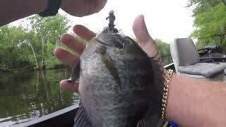 Simple Ways To Catch Big Shellcracker And Bluegill.