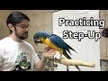 Practicing Step Up With Blue and Gold Macaw