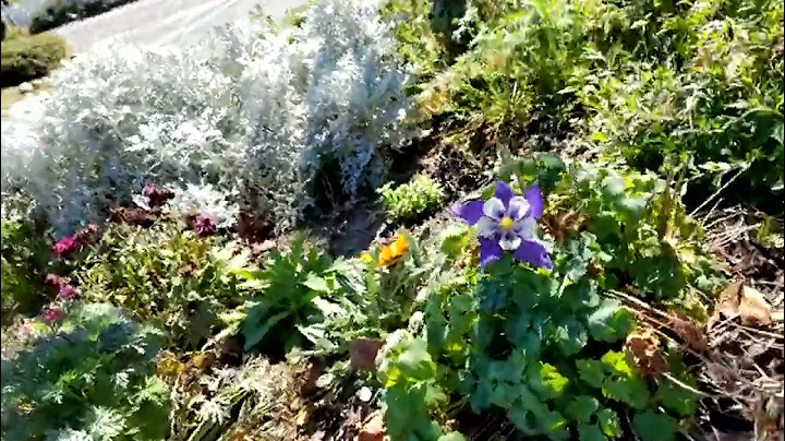 Colorado Columbian in Nancy's California garden