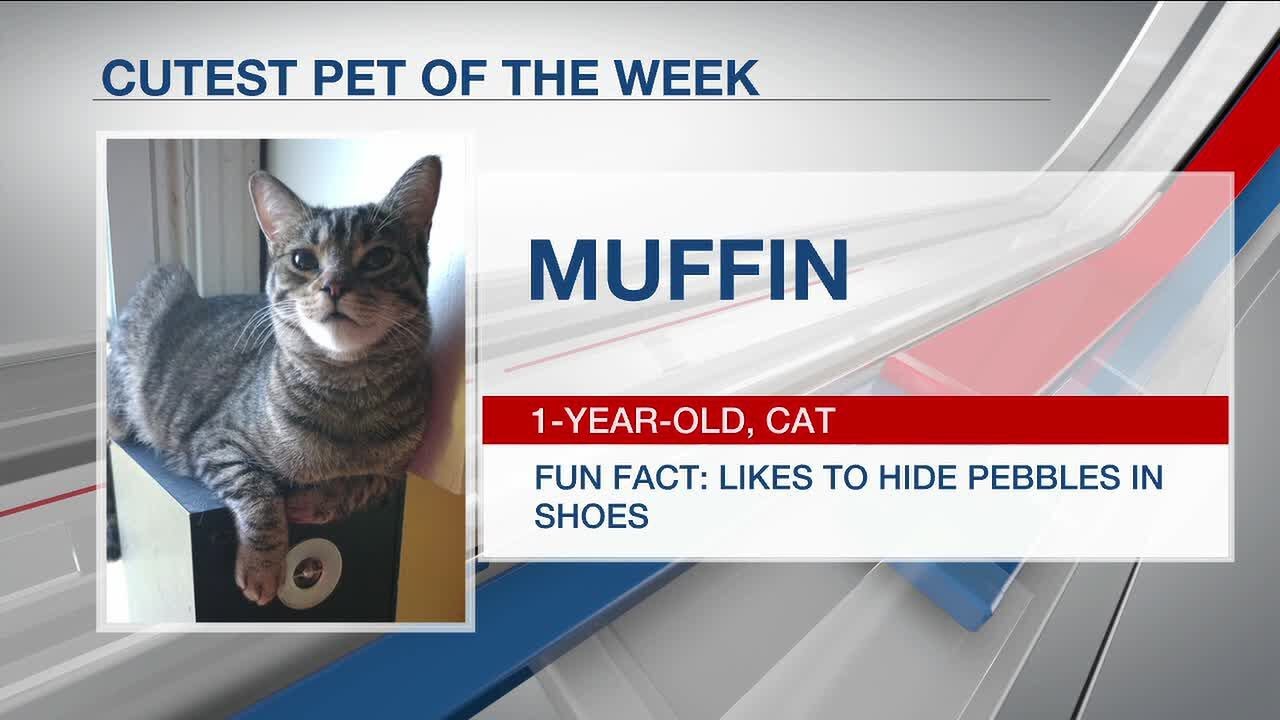 Cutest pet of the week: Muffin