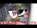 大寒波なので野良猫さんにストーブを用意した